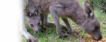 image from the Shoalhaven