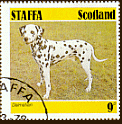 Dalmatian - Scotland