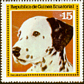 Dalmatian - Equatorial Guinea