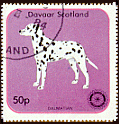 Dalmatian - Scotland